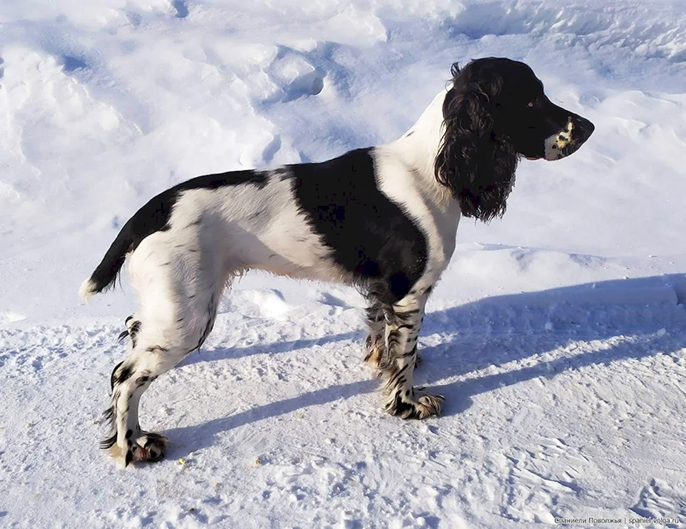 Russischer Jagdspaniel
