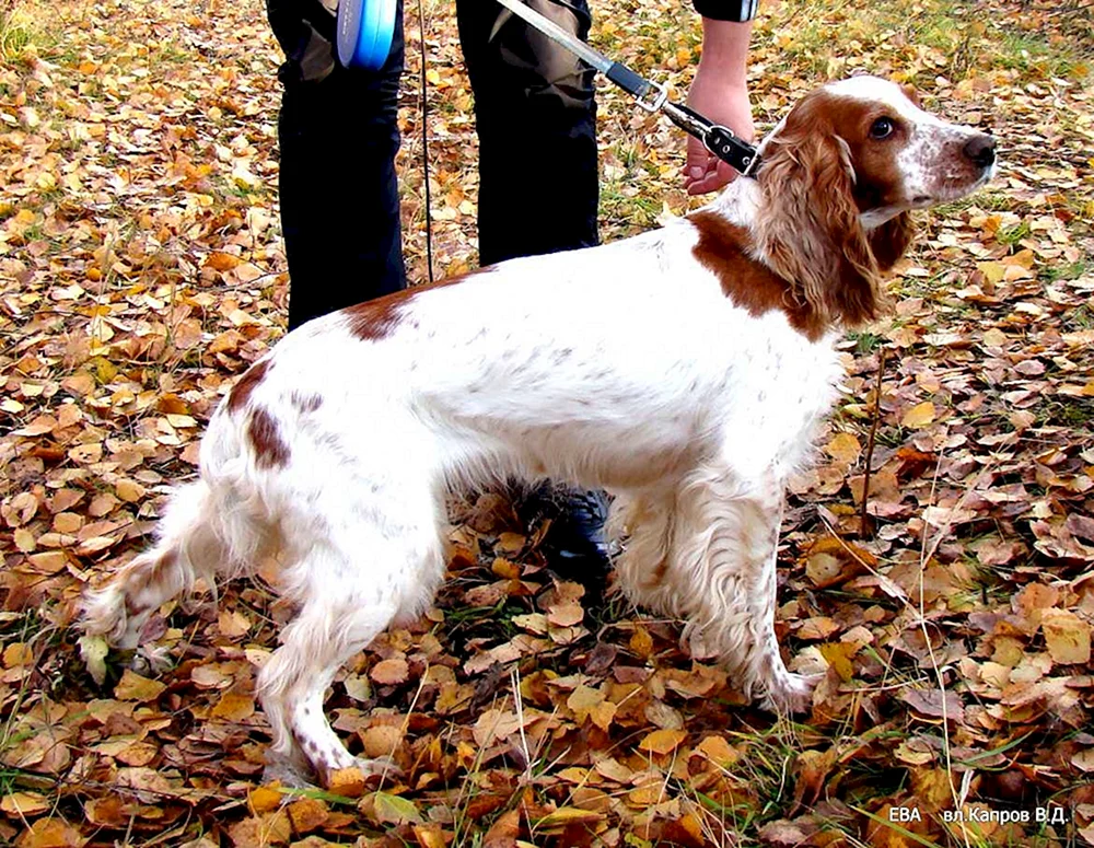 Métis Jagdspaniel