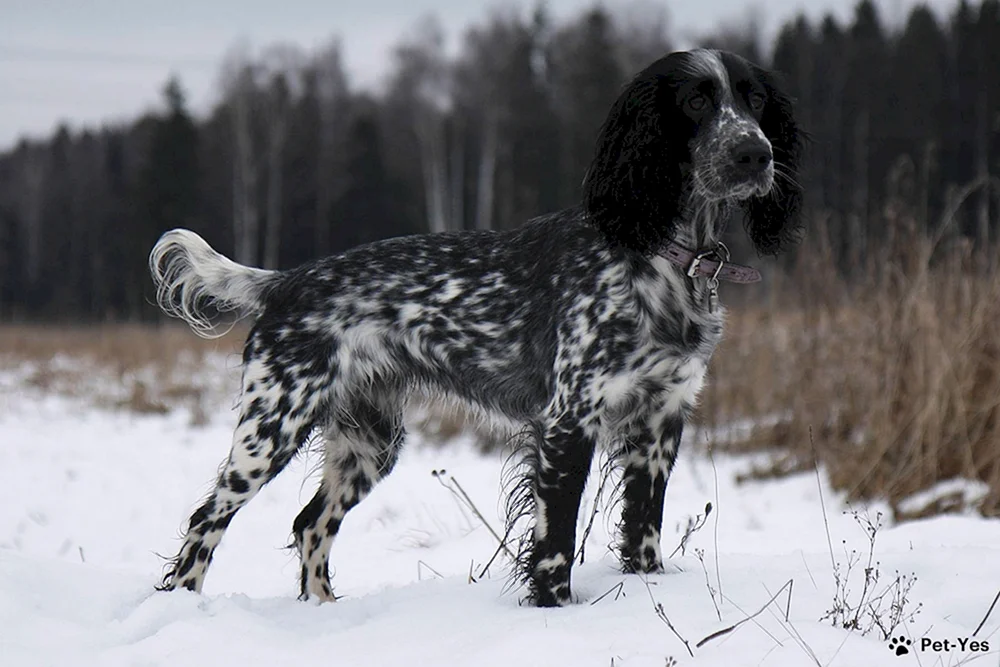 Russischer Springer Spaniel
