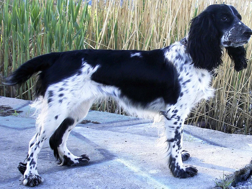 Russischer Cockerspaniel schwarz