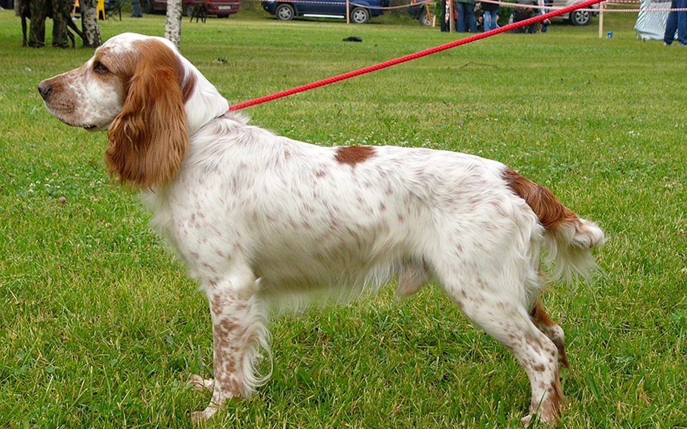 Russischer Springer Spaniel