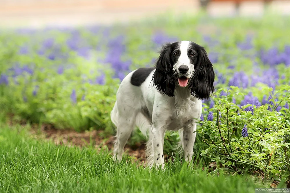 Cocker Spaniel Jagdspaniel