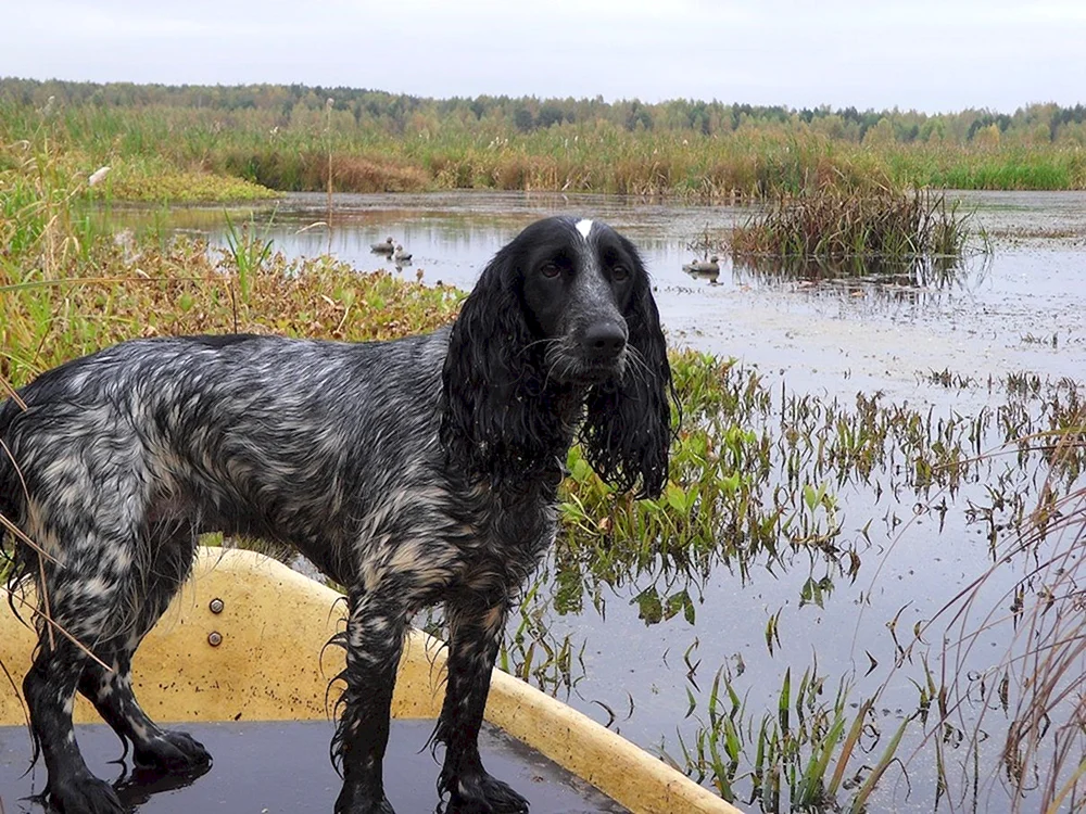 Russischer JagdspanielRed Peghee