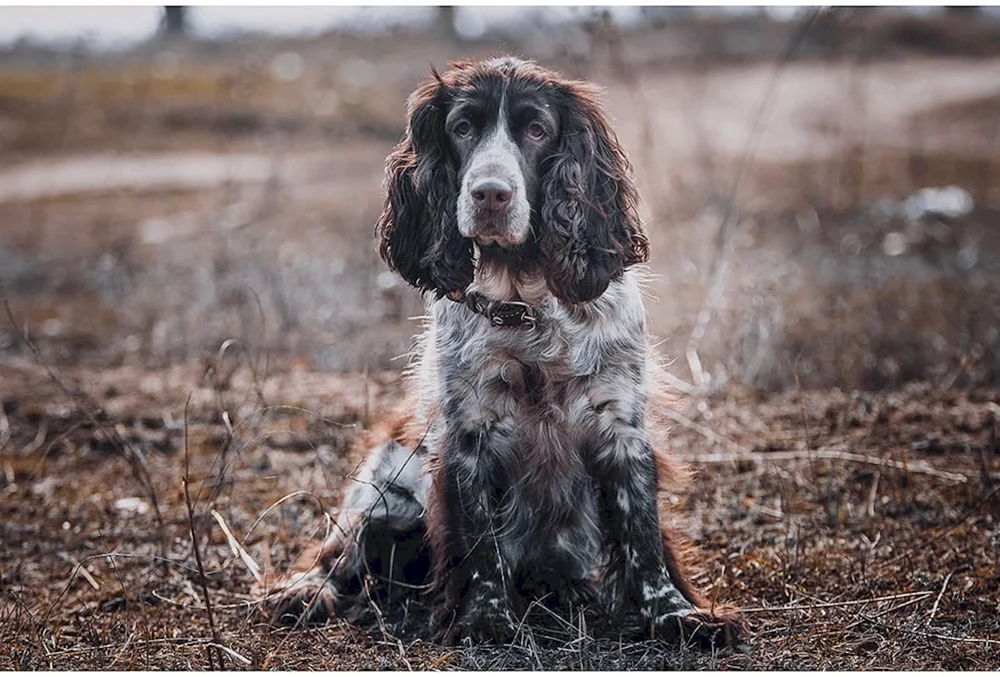 Russischer Jagdspaniel