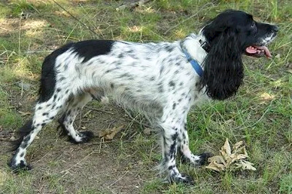 Amerikanischer Foxhound