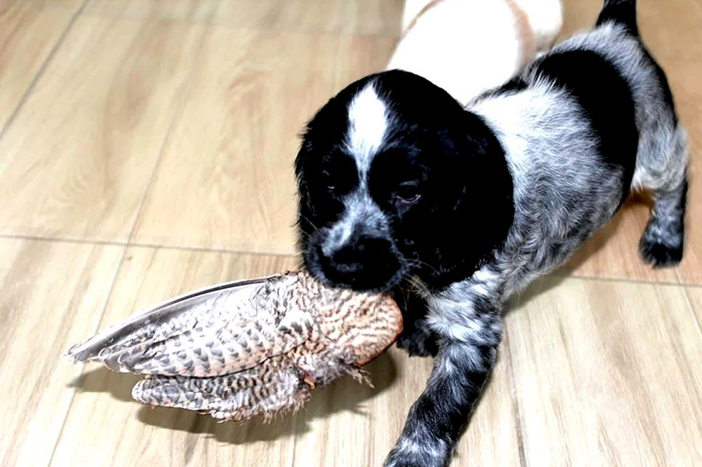 Russischer Jagdspaniel