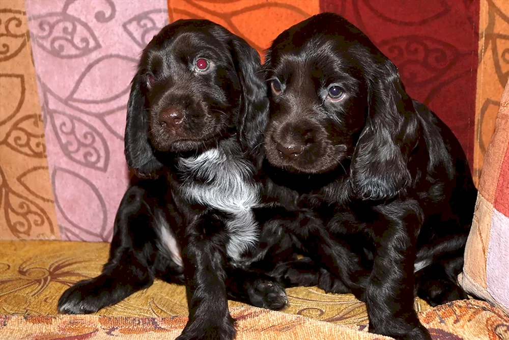 Russischer Jagdspaniel spaniel Welpen