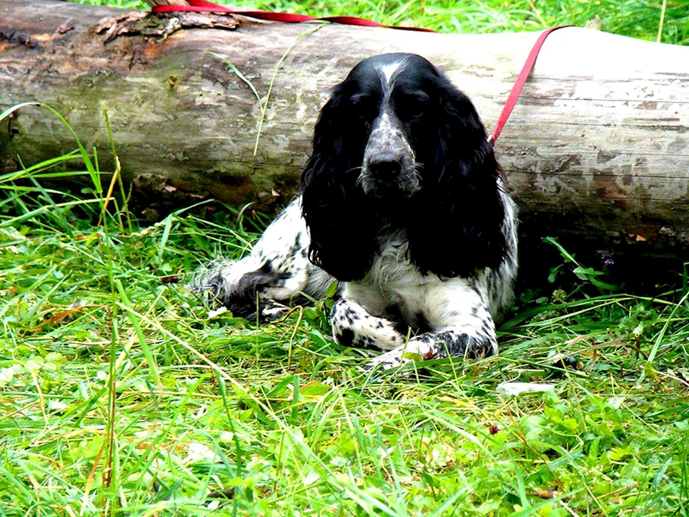Russischer Cockerspaniel
