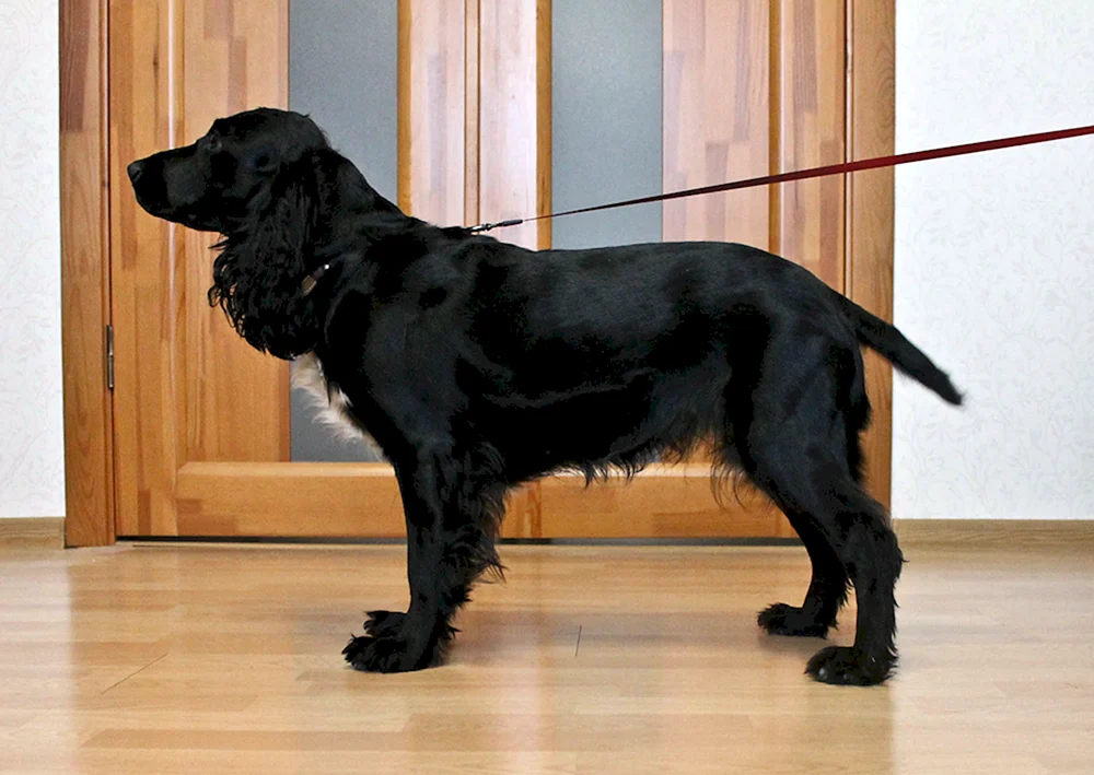 Russischer Jagdspaniel schwarz glatt-haarig