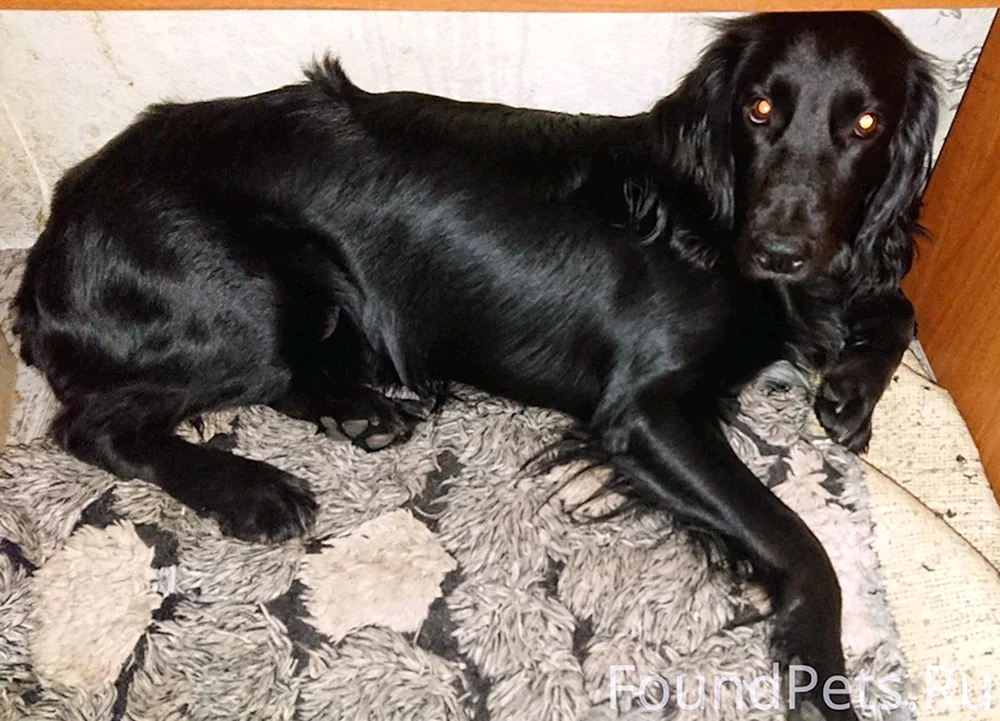 Russischer Jagdspaniel schwarz glatt-haarig