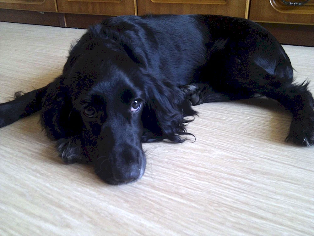 Russischer Jagdspaniel schwarz kurzhaarig