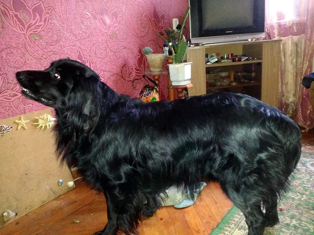 Russischer Jagdspaniel schwarzer Mix