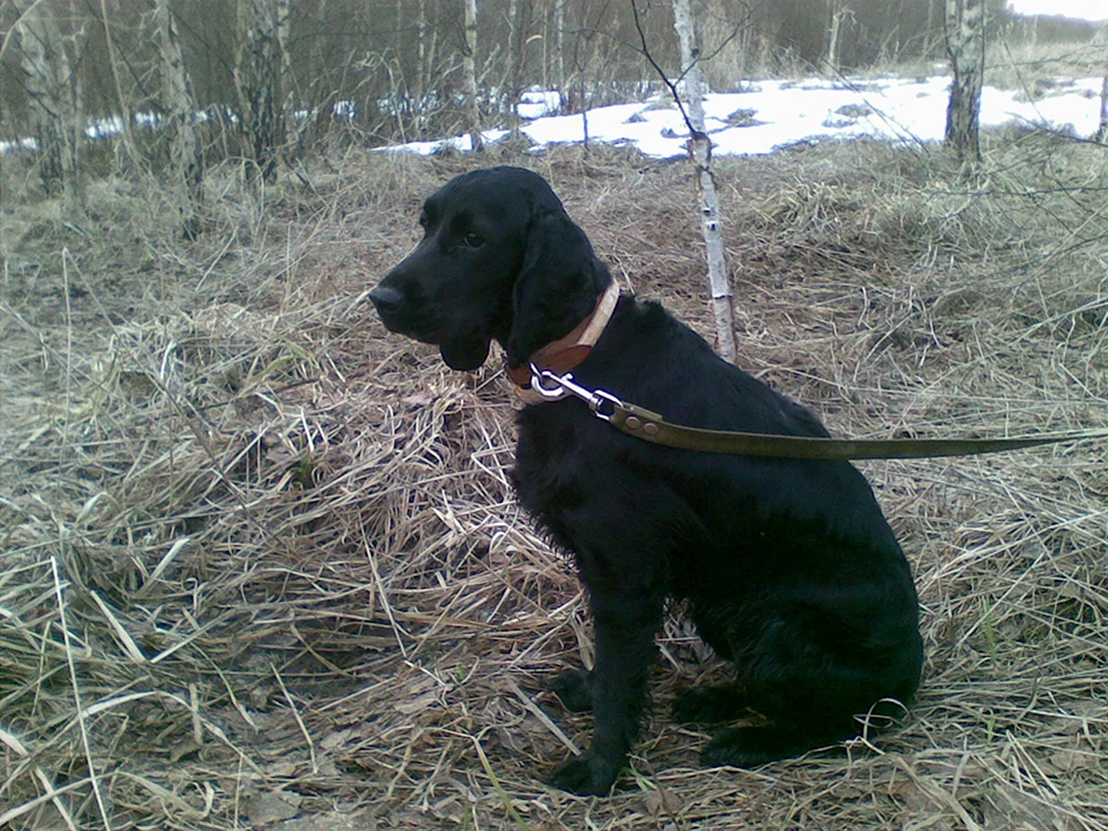 Russischer Jagdspaniel glatt-haarig