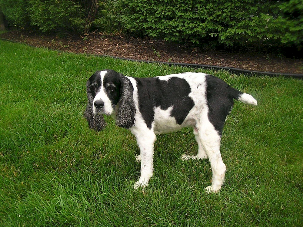 Russischer Jagdspaniel glatt-haarig