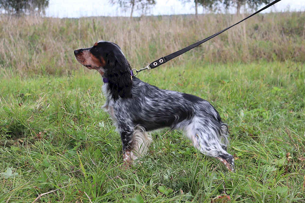 Russischer Jagdspaniel kurzhaarig
