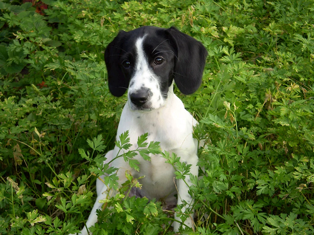 Russischer Jagdspaniel glatthaarig