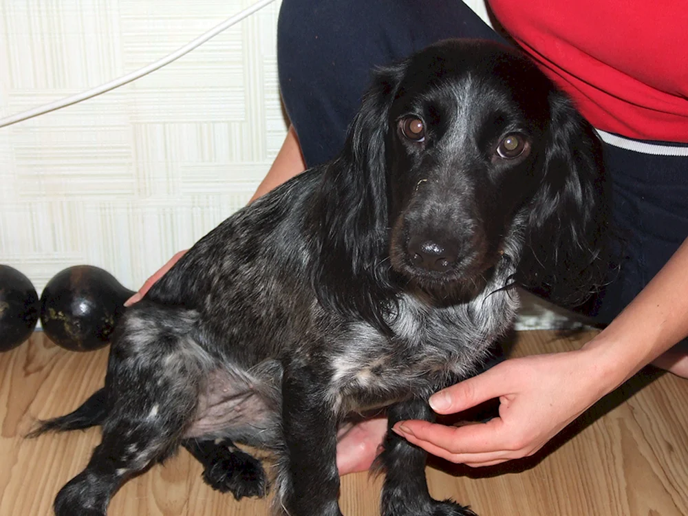 Russischer Jagdspaniel glatthaarig