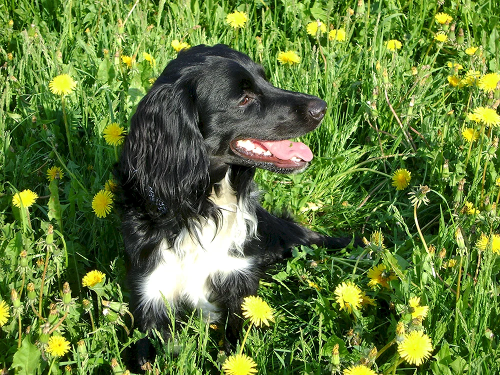 Russischer Jagdspaniel glatt-haarig