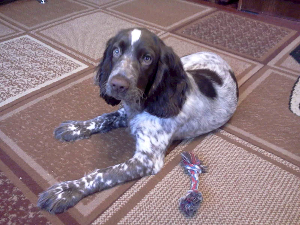 Russischer Jagdspaniel kurz-haarig