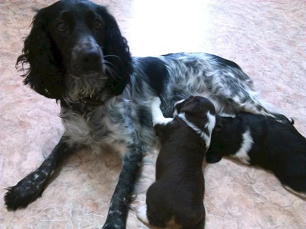 Russischer Jagdspaniel Métis