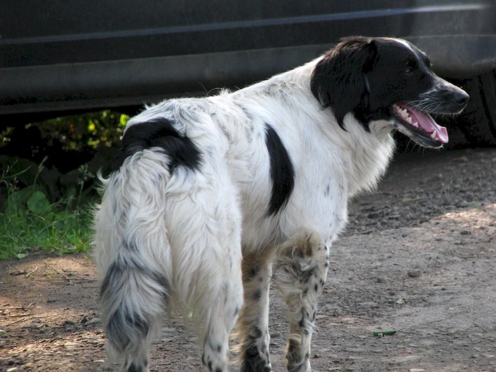 Russischer Jagdspaniel mestizo