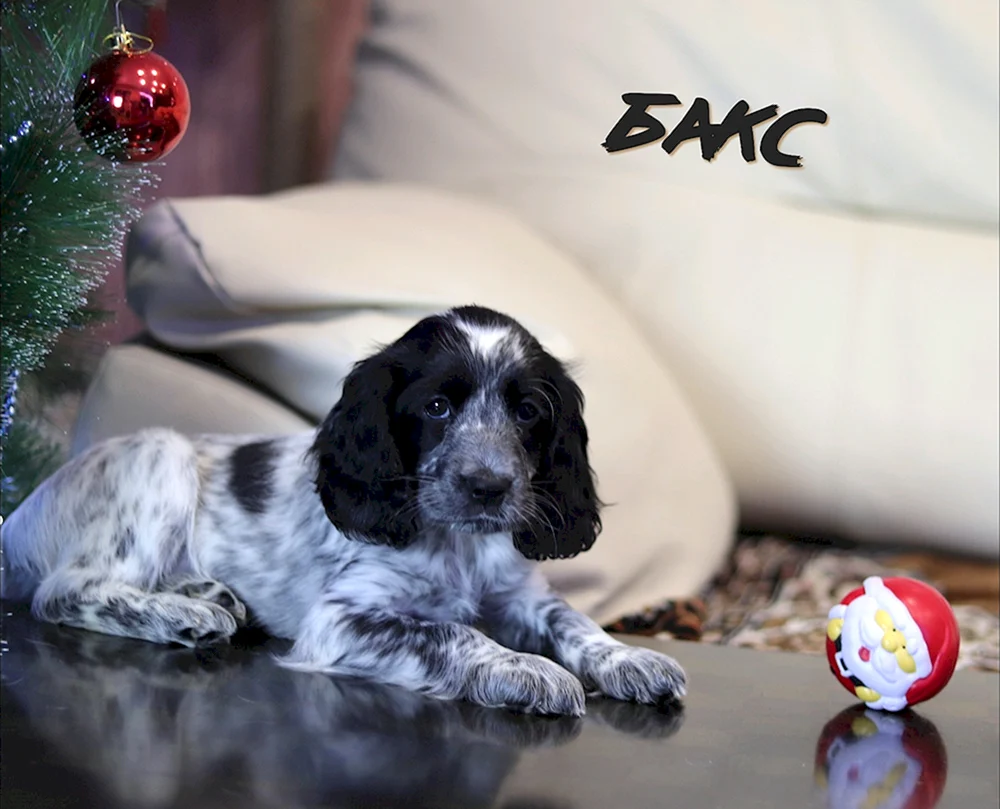 Russischer Jagdspaniel mestis