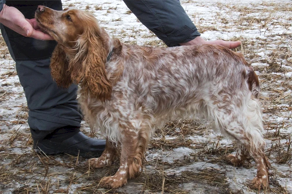 Cockerspaniel jagend
