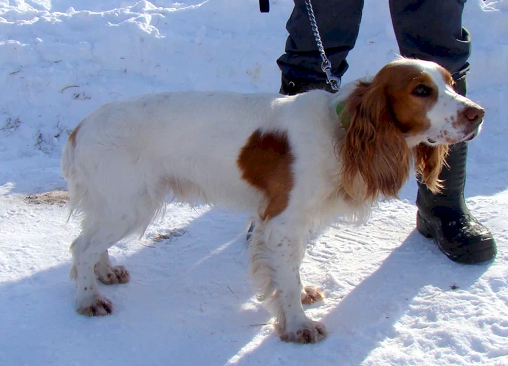 Cockerspaniel jagend