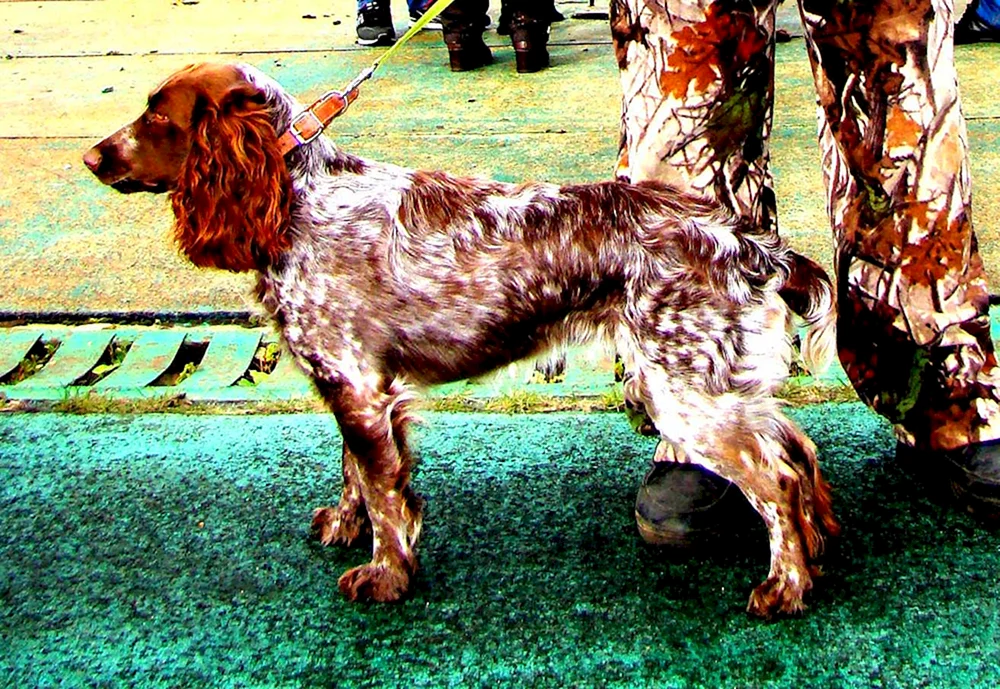 Russischer Jagdspaniel rothaarig