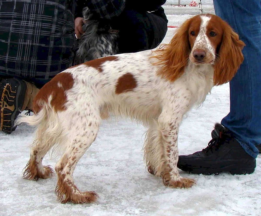 Russischer Jagdspaniel Peggy
