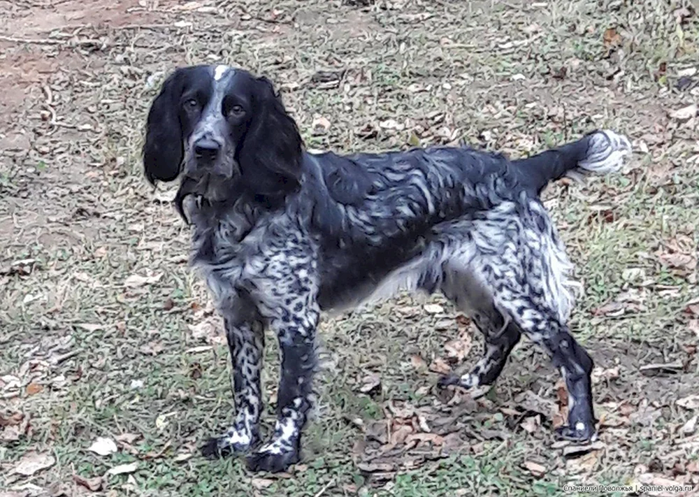 Russischer Jagdspaniel Peggy schwarz
