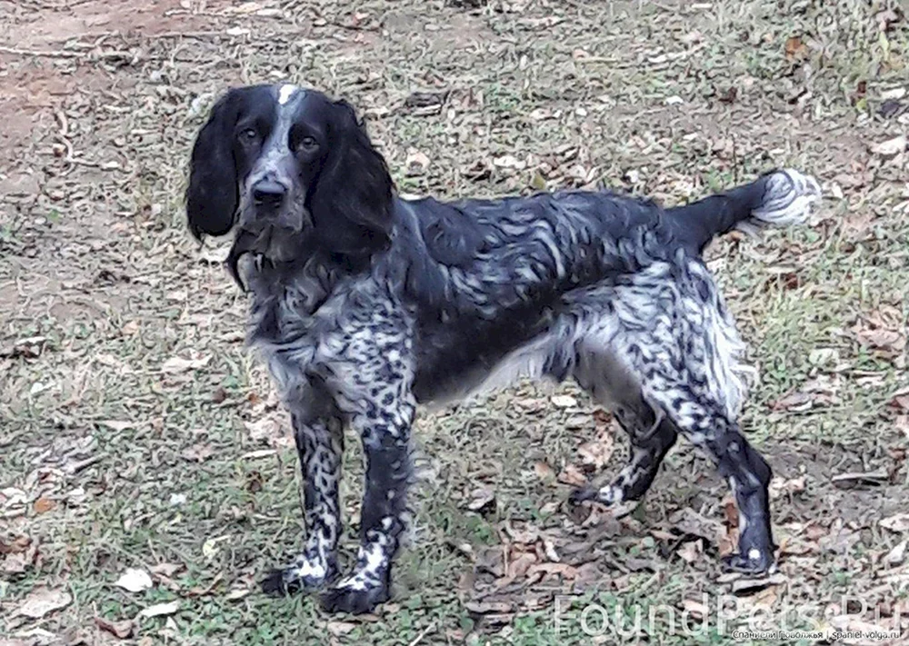 Russischer Jagdspaniel