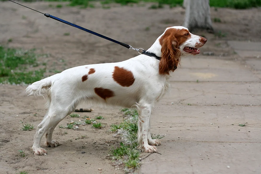 Dunkerhund