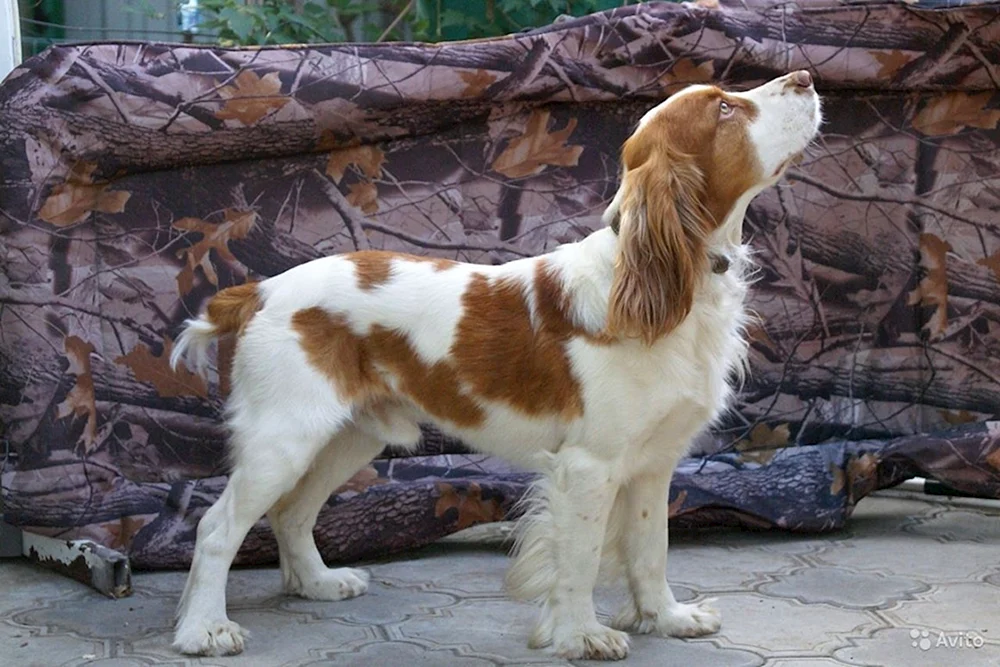 Russischer Jagdspaniel