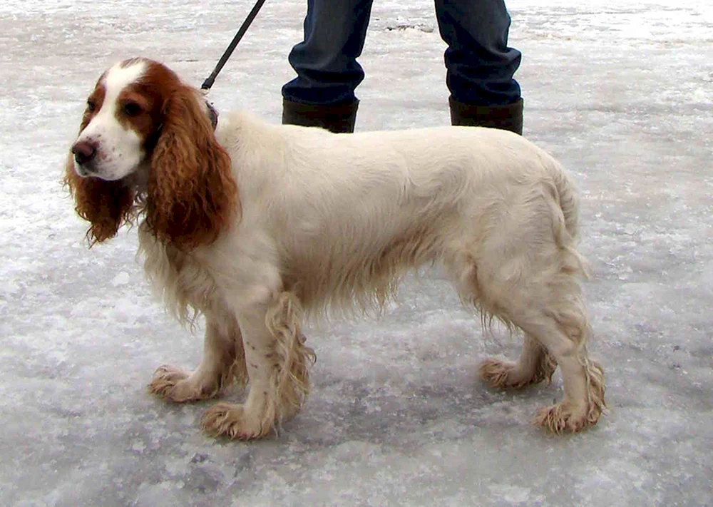 Russischer Jagdspaniel rothaarig Peggy