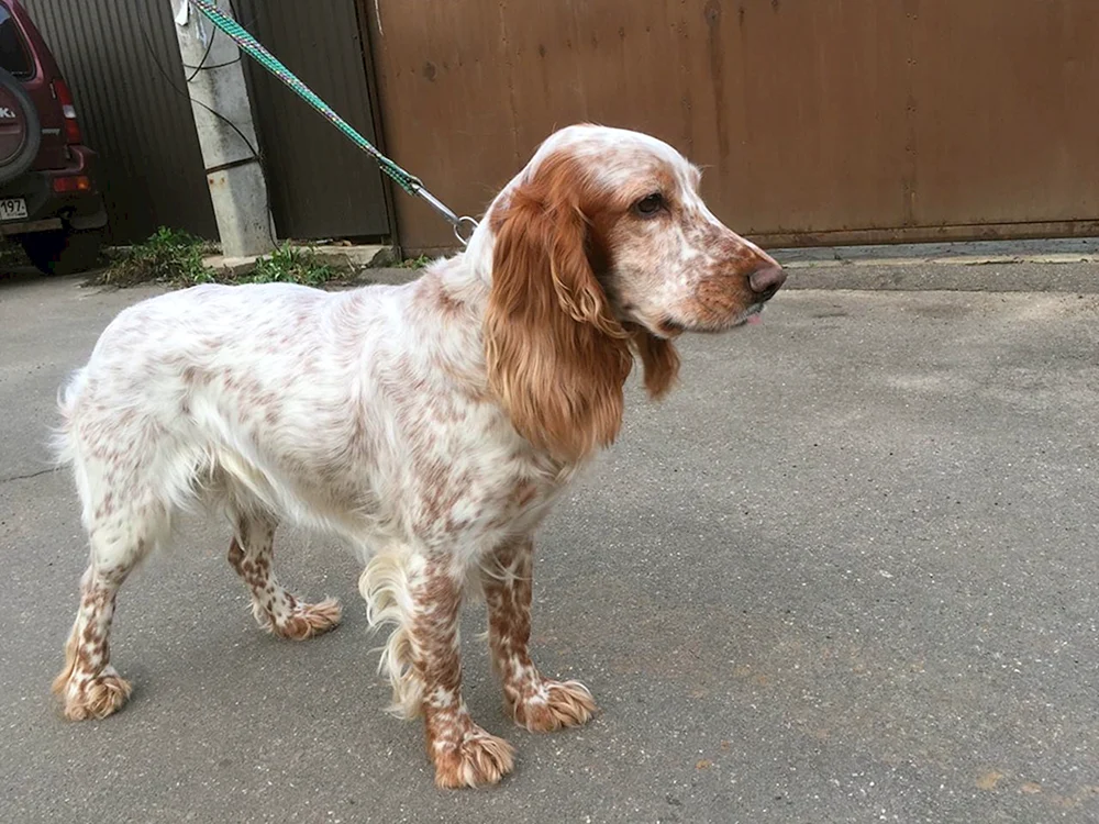Russischer Jagdspaniel rothaarig Peggy