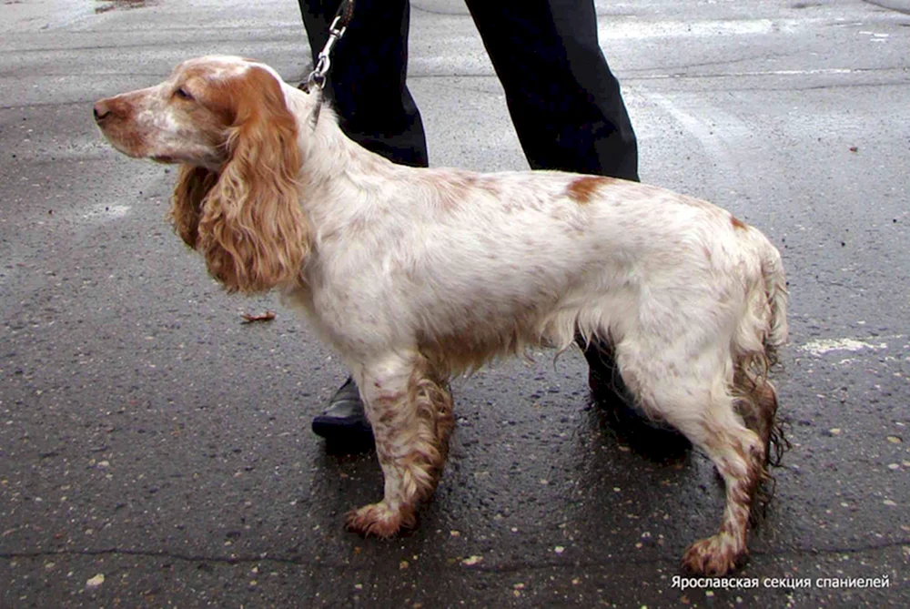 Russischer Jagdspaniel rot Peggy
