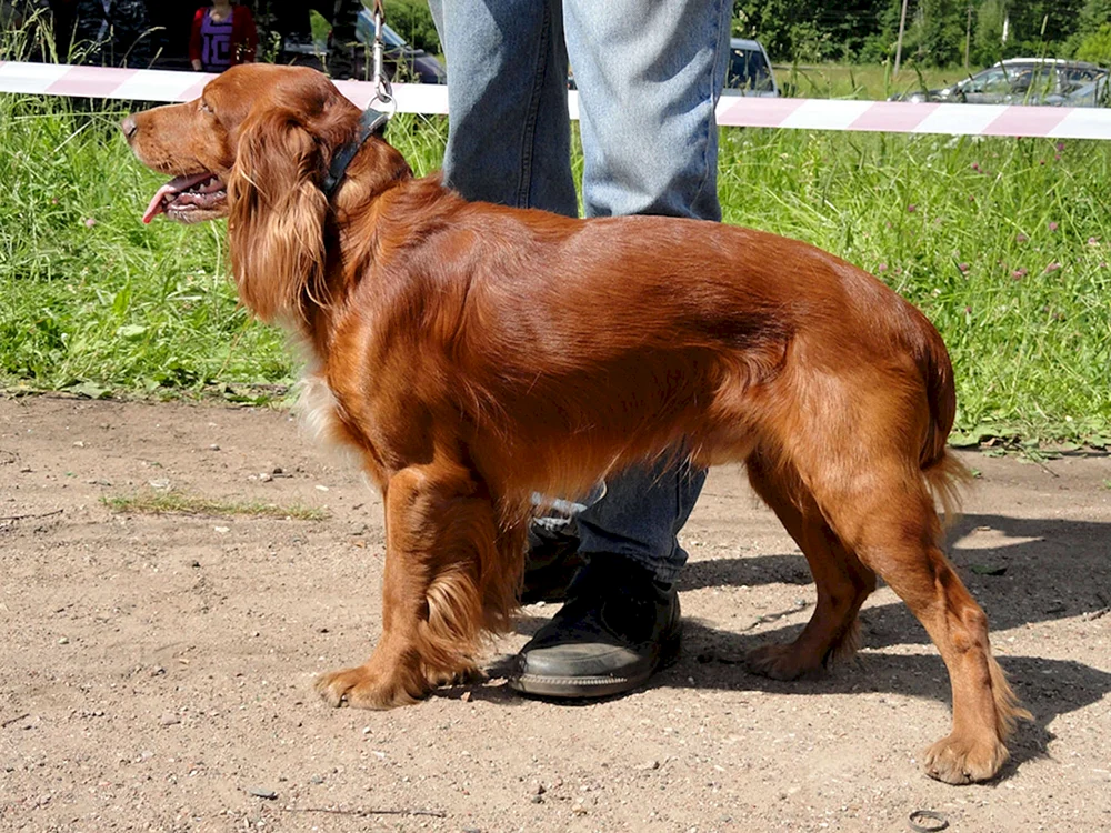 Russischer Jagdspaniel Peggy