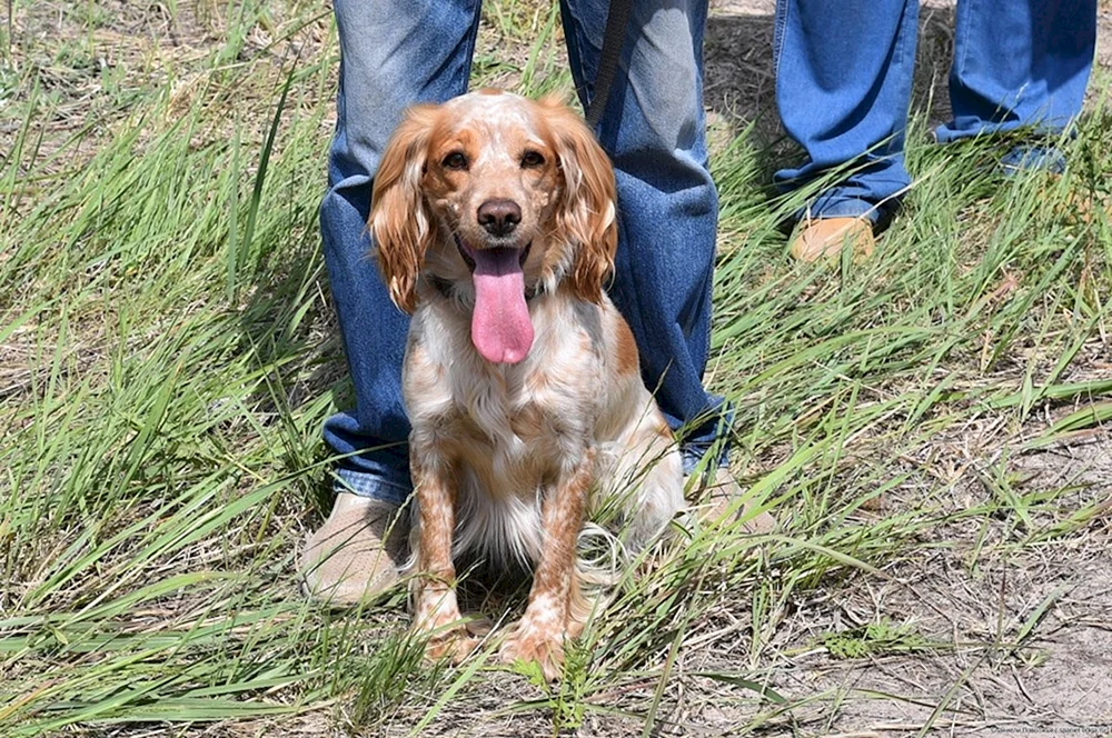 Cockerspaniel Peggy