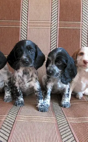 Russischer Jagdspaniel Welpen