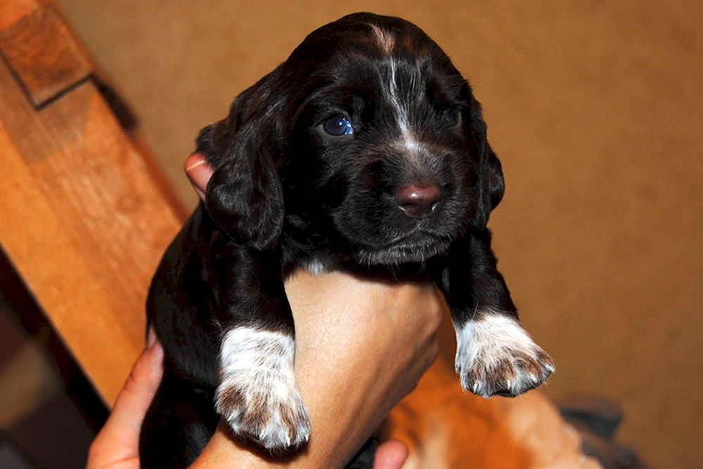 Russischer Jagdspaniel Welpen 1 Monat