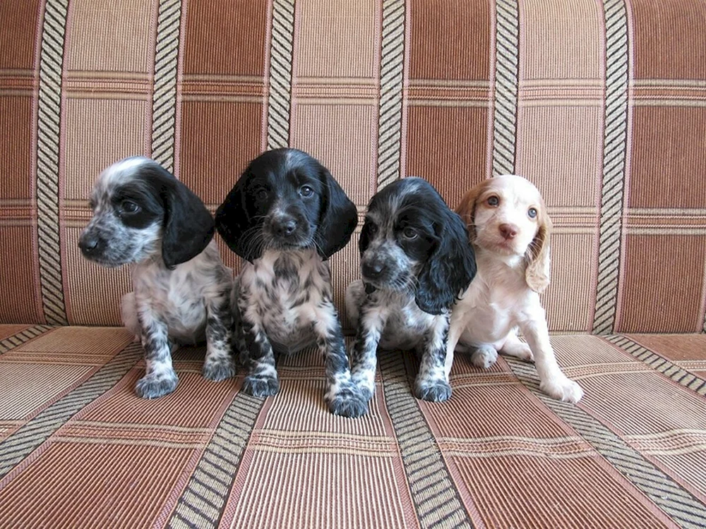 Russischer Jagdspaniel Welpen