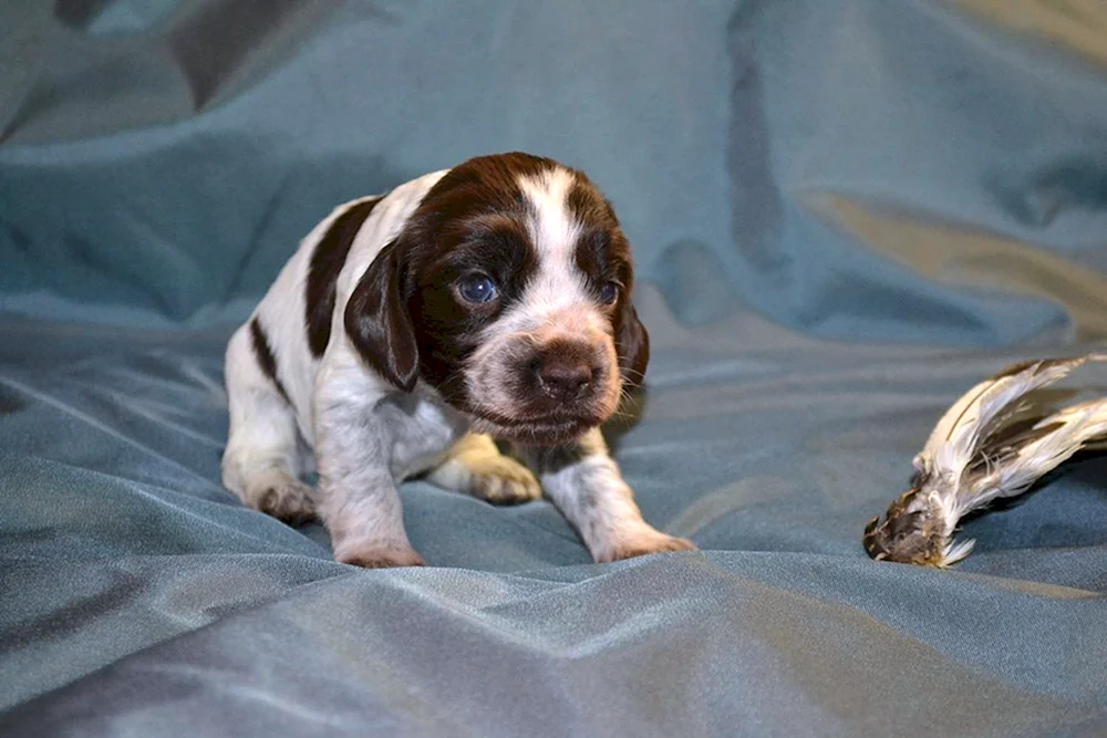 Russischer Jagdspaniel Welpen 2 Wochen
