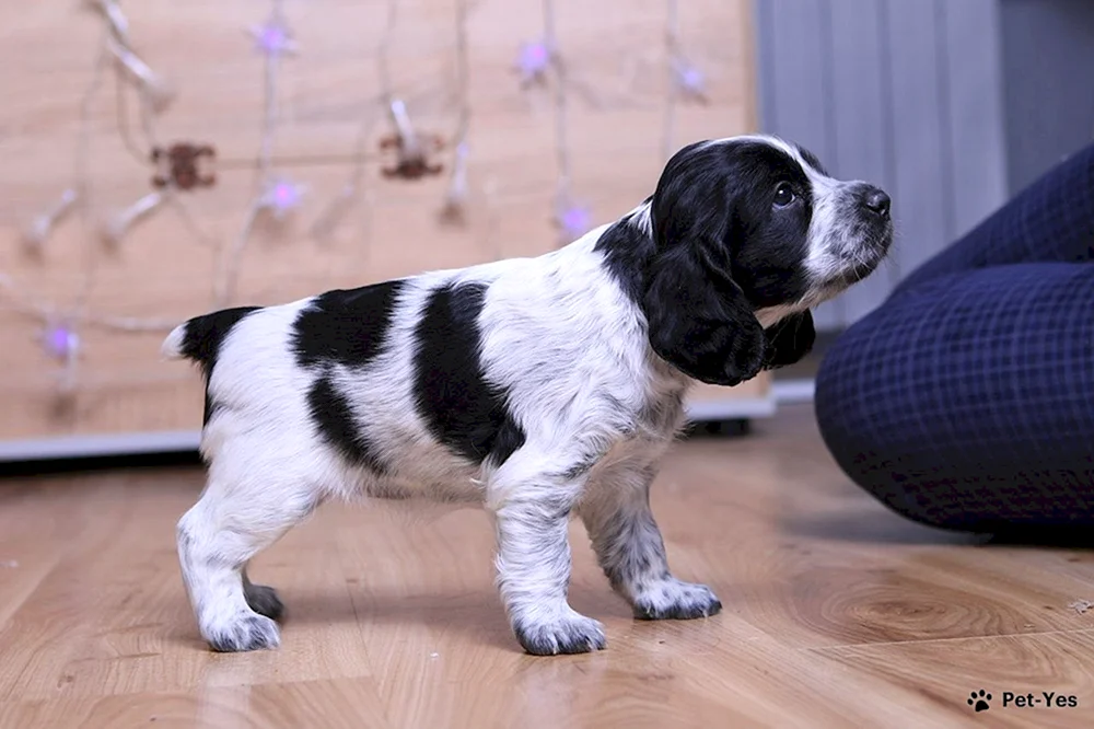 Russischer Jagdspaniel Welpen