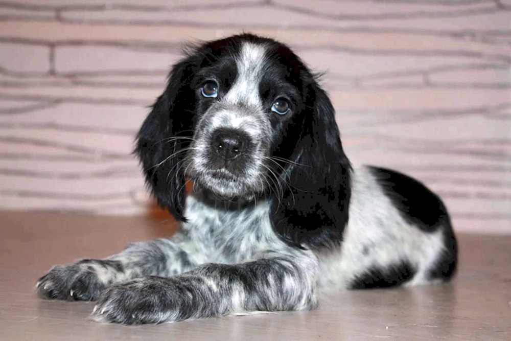Russischer Jagdspaniel