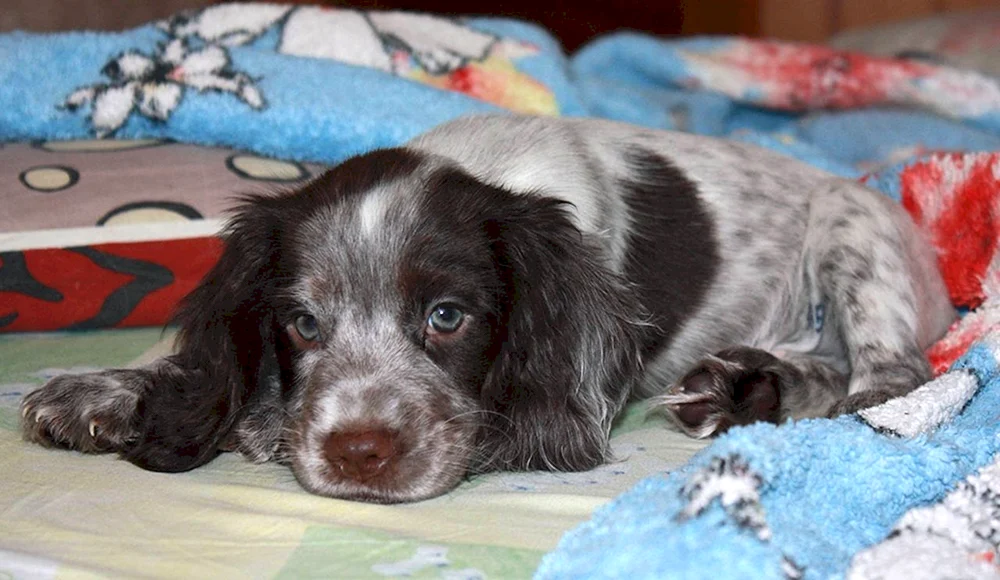 Cocker spaniel Russischer Jagdspaniel