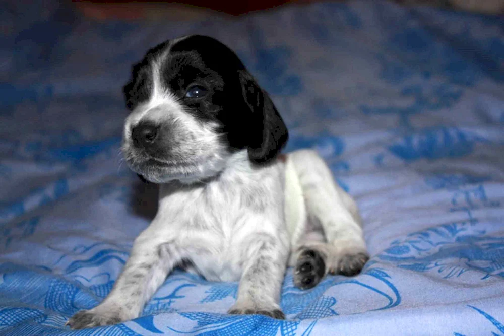 Russischer Jagdspaniel spaniel