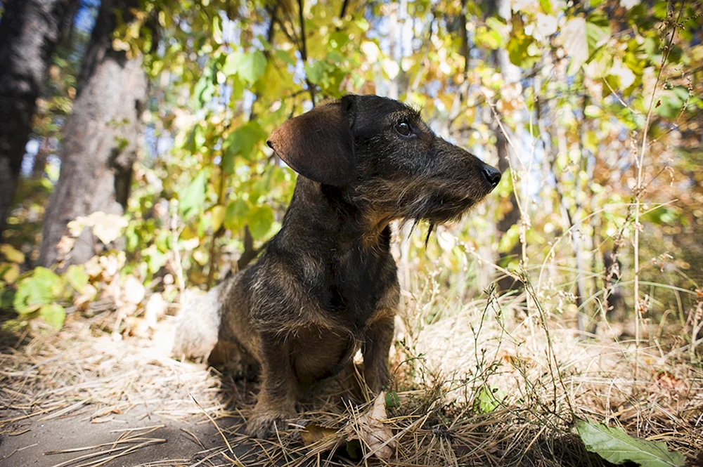 Russischer Jagdterrier