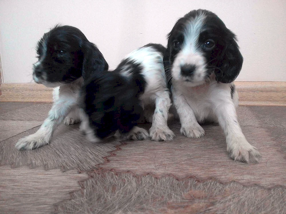 Russischer Jagdspaniel