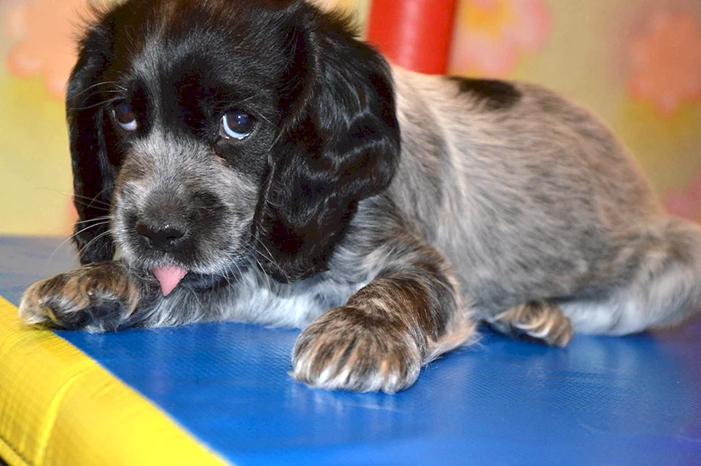 Russischer Spaniel